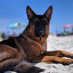 Tony - German Shepherd Dog - @tony.gsd - Instagram