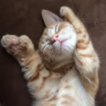 Tony Toes Grillo🐱 - @tony.toes - Instagram