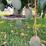 Tony Harness - @tonymangoflorida - Instagram