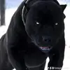 tonyjoya746 - @tonyjoya746 - TikTok
