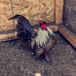 Tony Kinney - @tiki_is_beast - Instagram
