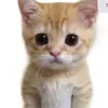 Tony Kramer - @tony.kramer - TikTok