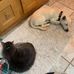 Tony la Russa's Animal Rescue Foundation - Facebook