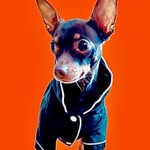 Mr. Margulis | The Terrified Toy Terrier - @mr.toyterrier - Instagram