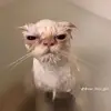 Tony merlo - @tony.merlo4 - TikTok