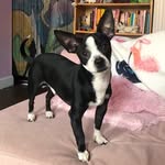 Tony Miceli - @tonygiovannimiceli - Instagram