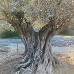 TonyMichelli - @tonymichelli78 - Instagram