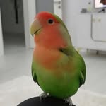 Polly/mickey/tony🦜🐰🐕‍🦺 - @polly__mickey_tony - Instagram