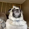 Tony Middleton - @tonymiddleton4 - TikTok