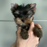 Teaupyorkiepups - @tony.millo.56 - Instagram