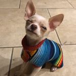 Tony Hawk (The Miracle Pup) - @tonyhawkito - Instagram