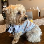 Tony y Jack - @tony_morkie_jack_mestizo - Instagram