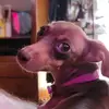 Tony Pender - @janie_thecutestpuppyever - TikTok