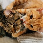 Tony & Pepper - @tony_and_pepper_furreal - Instagram
