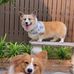 TONY and Pepper  Corgi ต้าวขาสั้น - Facebook