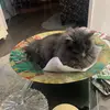 Tony Perrone - @tonyperrone - TikTok