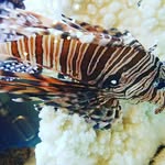 Anthony Pesce - @tony_pesce - Instagram