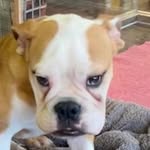 BULL - @tony.pink.98 - Instagram