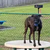 Tony the Pointer - @user4722350631821 - TikTok