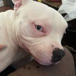 Tony Puente - @somefavabeans - Instagram