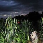 Tony Rees - @two_point_eight - Instagram