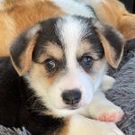 Polly and Tony Riddle - @pollyandtony_corgis - Instagram