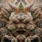 Tony Rinaldo - @loud.n.errls - Instagram