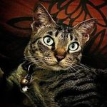 Tony Rod - @gratoby - Instagram