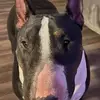 tonybeshears - @tonybeshears - TikTok