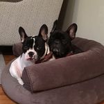 Frank Sinatra and Tony Bennett - @franksinatratonybennett - Instagram