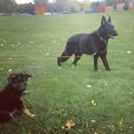 Tony&Tracy - @terra_and_ella_gsd - Instagram