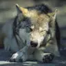 Tony Voss - @tonyvoss - TikTok
