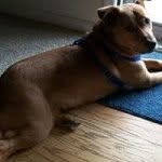 Tony Weir - @tonypony_dog - Instagram