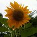 Tonya Bishop  - Facebook