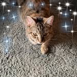 Tonya Blandford - @tonya.blandford.79 - Instagram