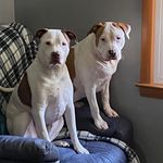 Tonya Morris Bronson - @tonya_bronson - Instagram