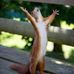 Tonya Chastain - Facebook