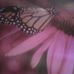 Tonya Claypool - Facebook