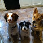 Tonya Cummings - @rescuedogsarethebest - Instagram