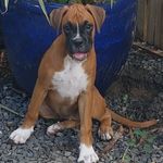 🐾💙🐾 Tonya Dow 🐾💙🐾 - @boxer_xena_warrior_princess - Instagram