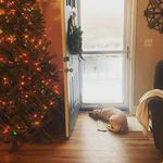 Tonya Dowling - @tonyadowling3 - Instagram