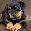 tonyagrissam445 - @tonyagrissam445 - TikTok