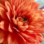 Tonya Hamman - @tonyahamman - Instagram