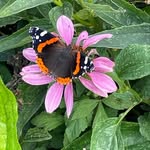Tonya Hoffman - @tonya_hoffman1 - Instagram