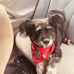 Tonya Knox - @bella_rescuedog - Instagram