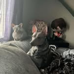 Tonya Lamb - @tonya_183 - Instagram