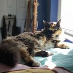Queen Tonya - @tonya_queen_of_cats - Instagram