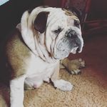 Tonya Arndt-Ramos - @ramosbulldogs_tx - Instagram