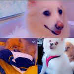Tony , Amka Royal & Loverboy Pomeranians - @tonyamkaroyal - Instagram