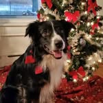 Tonya Schrock - @mindovermatterkennel - Instagram